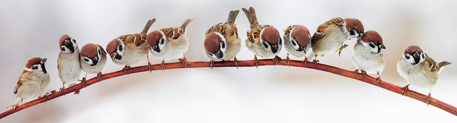 eleven sparrows colsely slustered on a horizontal branch