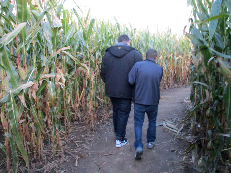 back view of two men walking on a wide path through a cornfield